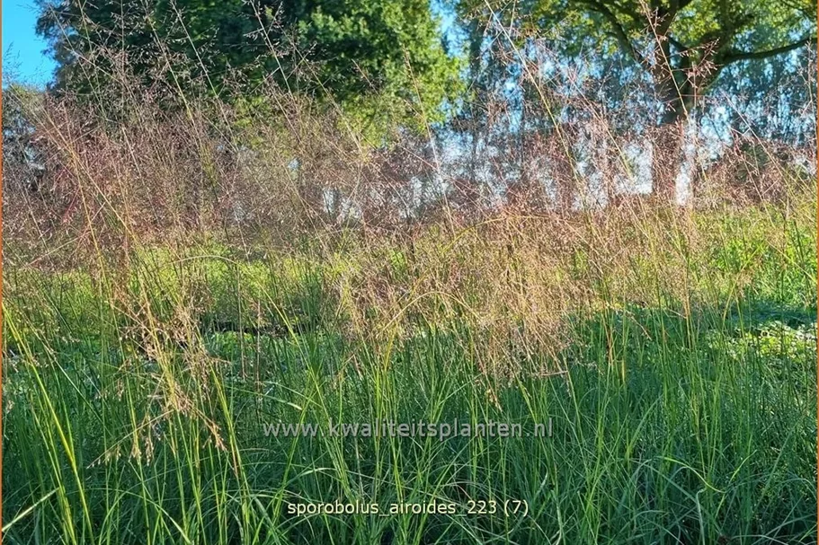 Sporobolus airoides