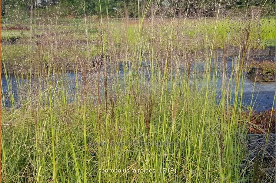 Sporobolus airoides