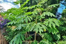 Tetrapanax papyrifer 'Rex' (pot 11 cm)