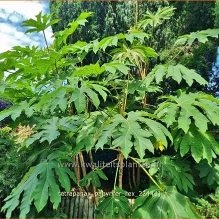 Tetrapanax papyrifer 'Rex' (pot 11 cm)