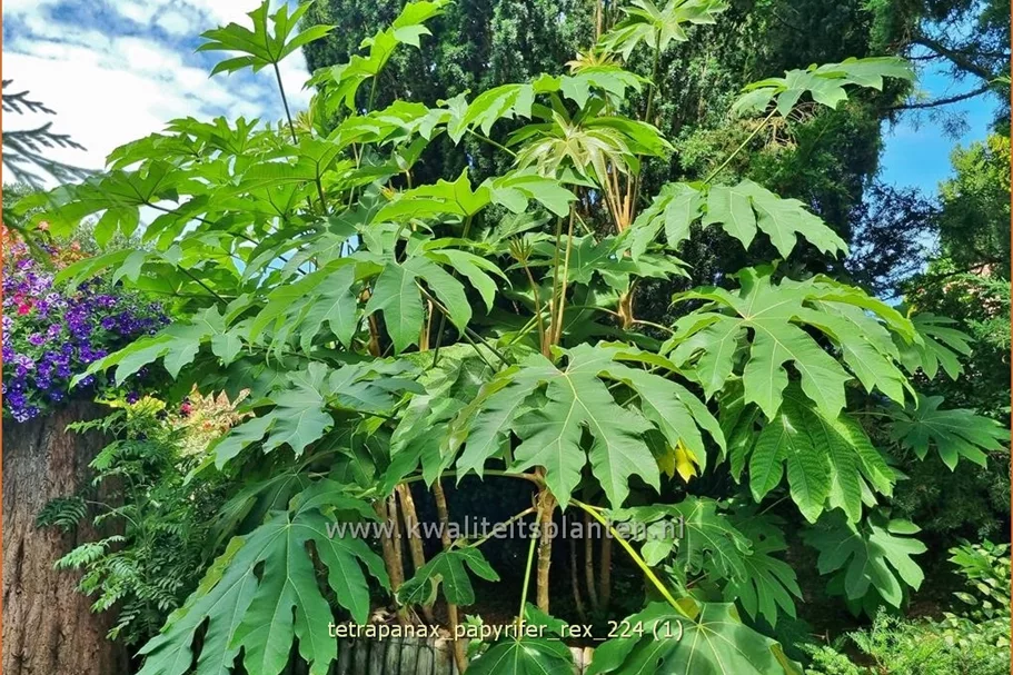 Tetrapanax papyrifer 'Rex' (pot 11 cm)