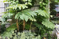 Tetrapanax papyrifer 'Rex' (pot 11 cm)