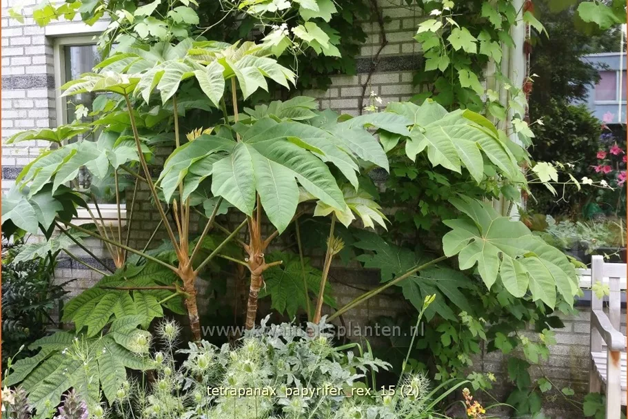 Tetrapanax papyrifer 'Rex' (pot 11 cm)