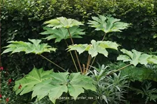 Tetrapanax papyrifer 'Rex' (pot 11 cm)