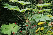 Tetrapanax papyrifer 'Rex' (pot 11 cm)