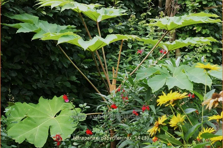 Tetrapanax papyrifer 'Rex' (pot 11 cm)