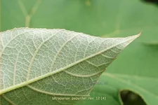 Tetrapanax papyrifer 'Rex' (pot 11 cm)