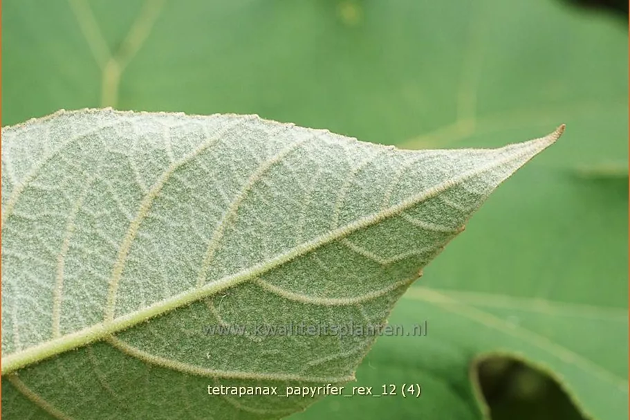 Tetrapanax papyrifer 'Rex' (pot 11 cm)