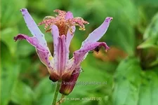 Tricyrtis formosana 'Taipei Silk'