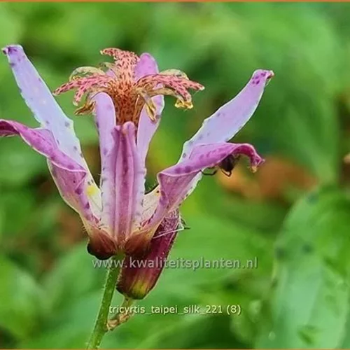 Tricyrtis formosana 'Taipei Silk'