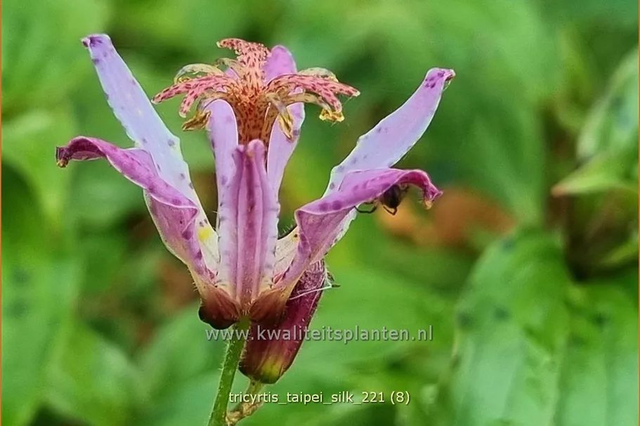 Tricyrtis formosana 'Taipei Silk'