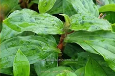Tricyrtis formosana 'Taipei Silk'