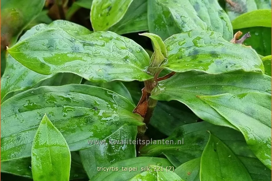 Tricyrtis formosana 'Taipei Silk'