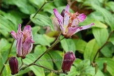 Tricyrtis formosana 'Taipei Silk'