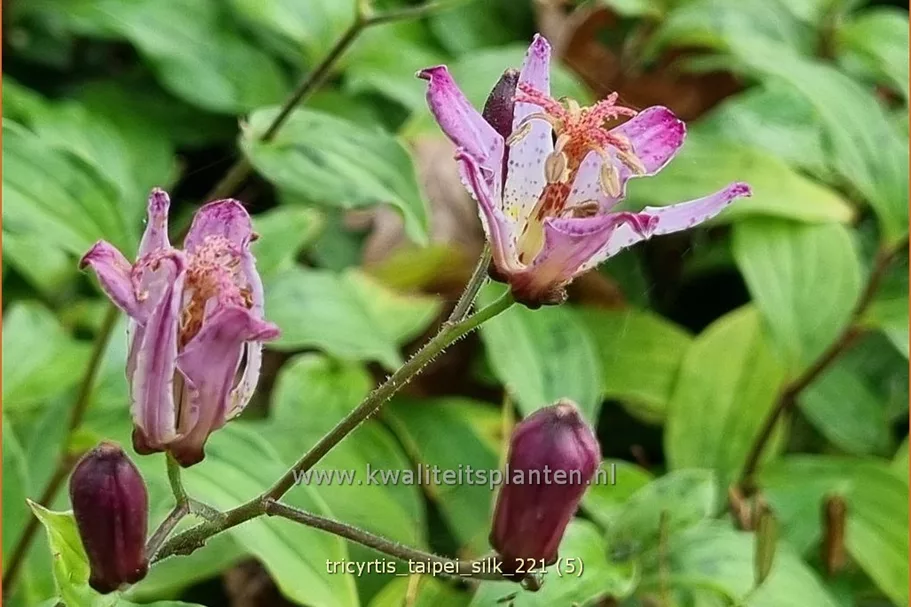 Tricyrtis formosana 'Taipei Silk'