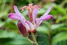 Tricyrtis formosana 'Taipei Silk'