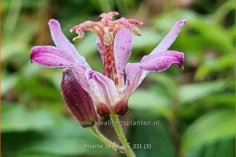 Tricyrtis formosana 'Taipei Silk'