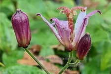 Tricyrtis formosana 'Taipei Silk'