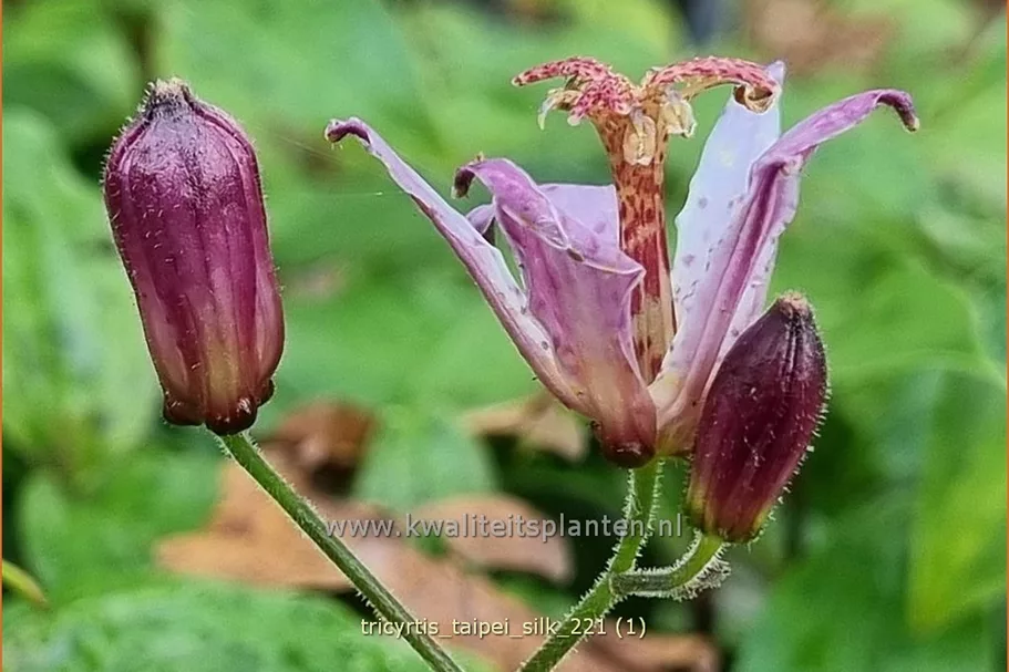 Tricyrtis formosana 'Taipei Silk'