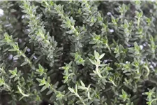 Thymus vulgaris
