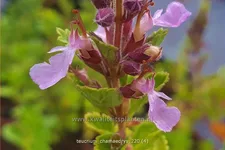 Teucrium chamaedrys