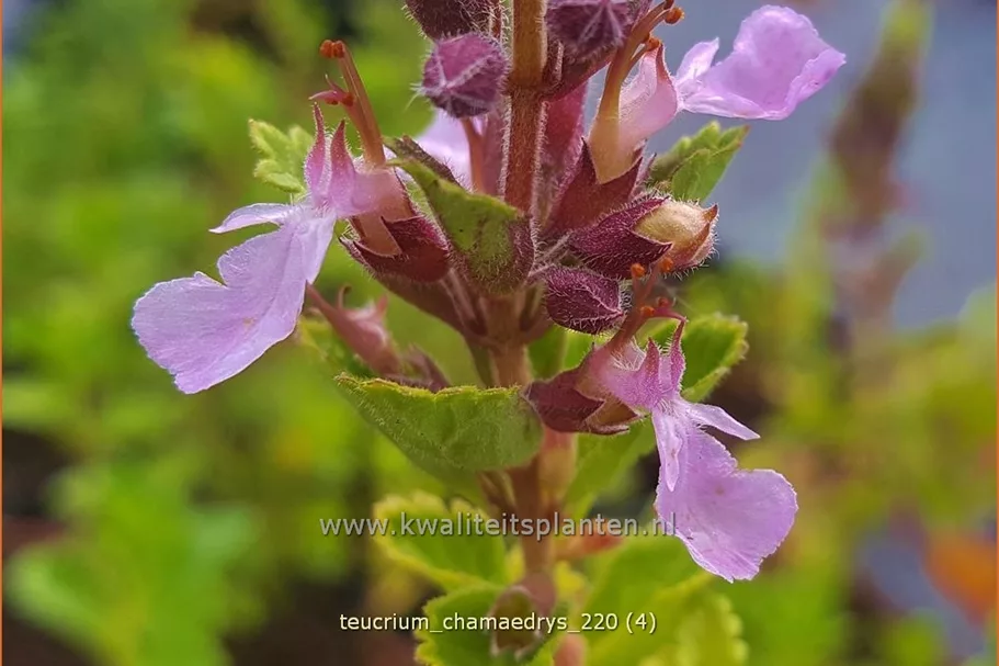 Teucrium chamaedrys