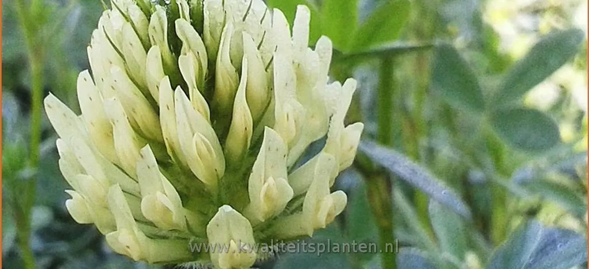 Trifolium ochroleucum