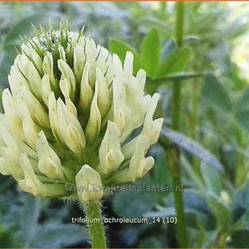 Trifolium ochroleucum