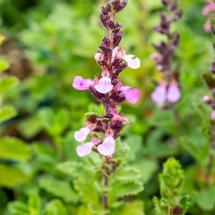 Teucrium chamaedrys