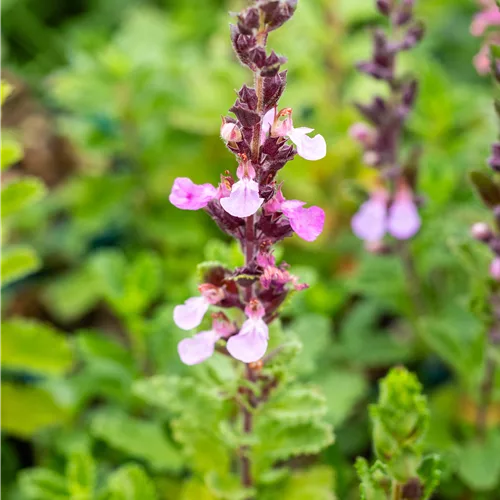 Teucrium chamaedrys