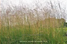 Sporobolus airoides 'Delicatesse'