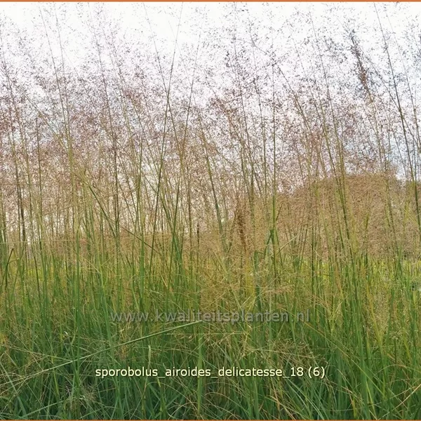 Sporobolus airoides 'Delicatesse'