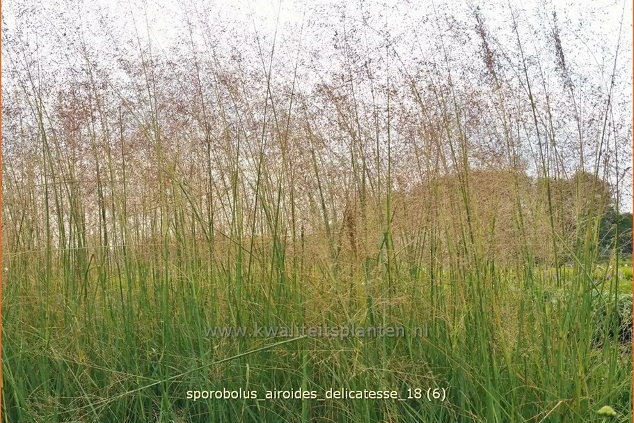 Sporobolus airoides 'Delicatesse'