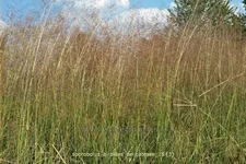 Sporobolus airoides 'Delicatesse'