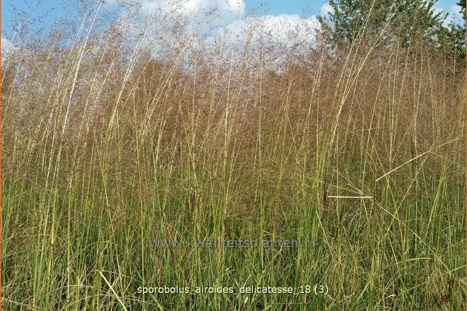 Sporobolus airoides 'Delicatesse'