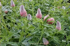 Trifolium rubens 'Peach Pink'