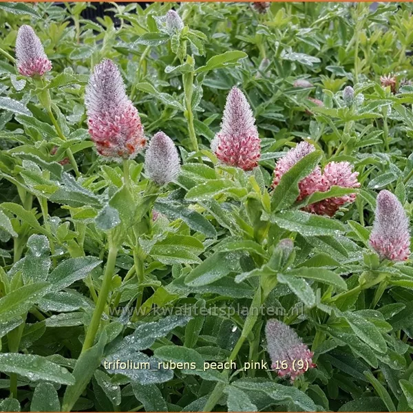 Trifolium rubens 'Peach Pink'