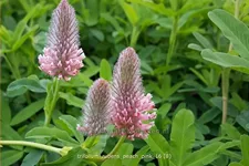 Trifolium rubens 'Peach Pink'