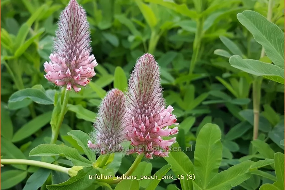 Trifolium rubens 'Peach Pink'