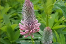 Trifolium rubens 'Peach Pink'