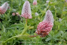 Trifolium rubens 'Peach Pink'