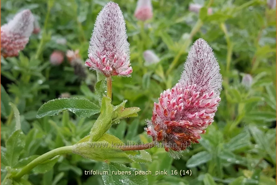 Trifolium rubens 'Peach Pink'