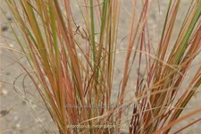 Sporobolus heterolepis