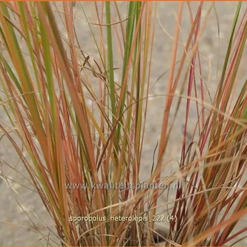 Sporobolus heterolepis