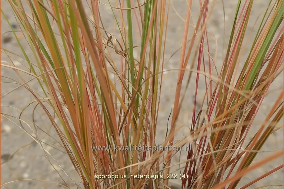 Sporobolus heterolepis