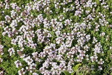 Thymus vulgaris 'Compactus'