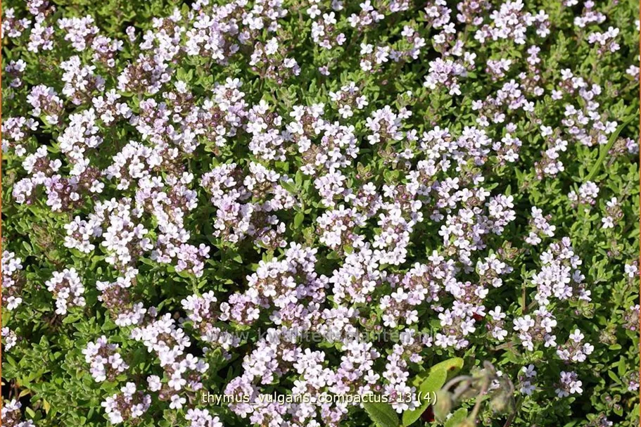 Thymus vulgaris 'Compactus'
