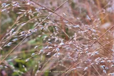 Sporobolus heterolepis