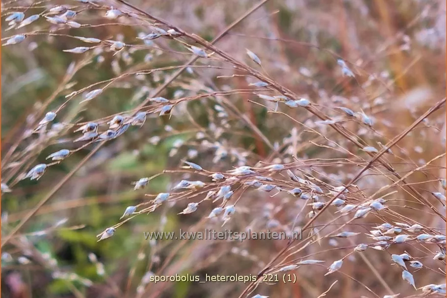 Sporobolus heterolepis