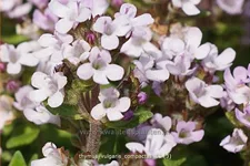 Thymus vulgaris 'Compactus'